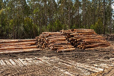 Tree removal in Gold Coast, Queensland