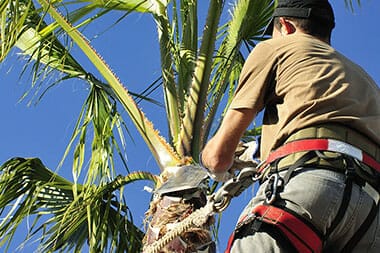 Tree pruning in Gold Coast, Queensland