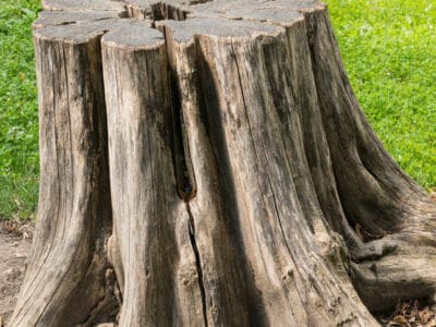 Stumps Grinding Gold Coast Stumps Grinding Gold Coast
