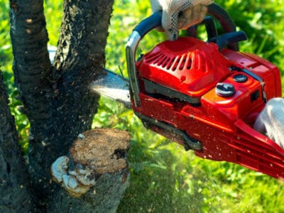 tree-removal-3 Tree Removal Services